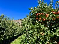 Mittagspause in einem Obsthain