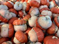 Kuerbise aller Arten