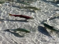 laichende Lachse darunter auch der rote Sockel