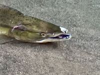 Dieser Lachs ist am Laichen 