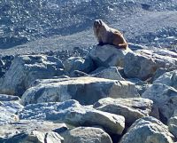 Riesen Murmeltiere warten auf den Winter