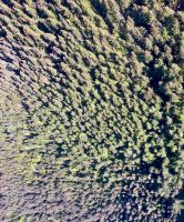 Sicht auf Bäume aus der Peak 2 Peak Gondel in Whistler