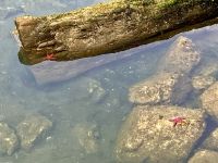 Seesterne in Horseshoe Bay bei Vancouver