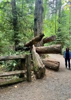 Ein Mikadospiel der Bäume