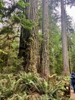 Prachtvoller, energiegeladener Urwald