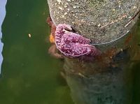 lila Seestern in Tofino 