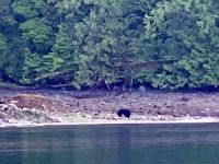 hier ist schon ein Baer, er sucht Kleintiere unter den Steinen