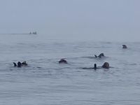 Otter schwimmen gemütlich auf dem Rücken