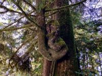 Der verrueckgewordene Baum 