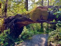 auf der Wanderung im Pacific National Park