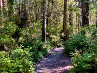 Prachtwanderweg in Tofino