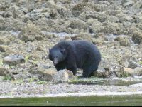 Das Paradefoto des Küstenbären 