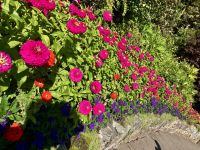 Zynien wohin man schaut in Butchart Gardens