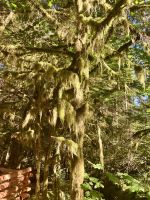 Capilano Park Wanderung