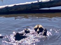 Coola, der 26 jährige Grizzly-waise lernt Rückenschwimmen