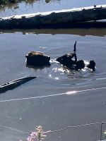 So kann man besser Stückchen spielen. Auf Grouse Mountain