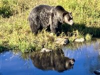 Grinder sieht sein Spiegelbild