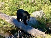 Grinder, auch ein Grizzly-waise wie Coola ist der Trapezkuenstler