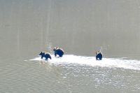 Wir haben DAS gesehen. Grizzlymama mit 2 cubs überquert  Medicine Lake bei Jasper