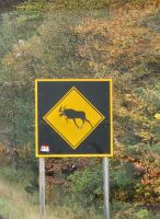 051 Achtung Elche auf der Strecke