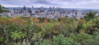 099 Blick vom Mont Royal auf Montreal