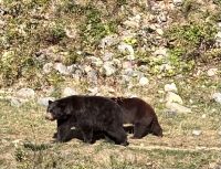 Schwarzbären, Omega Parc, Quebec