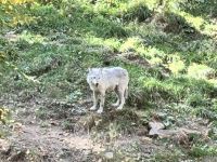 Wolf, Omega Parc, Quebec