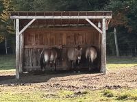 Mongolische Pferde, Omega Parc, Quebec