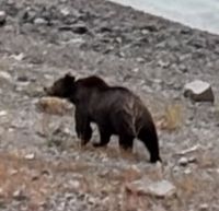 Bär am Medicine Lake