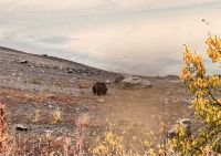 Bär am Medicine Lake