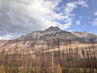 Verbrannter Wald im Jasper NP