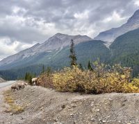 Icefield Parkway