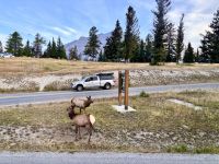 Wapitis am Tunnel Mountain, Banff