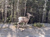 Dickhornschaf,  Banff NP