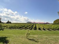Weinreben, Niagara on the Lake, Ontario
