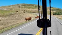 Freilaufende Rinder auf der Straße bei Pincher Creek