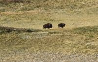 Bison Paddock bei Waterton
