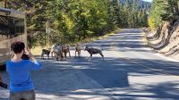 Bergschafe am Mount Norquay Lookout bei Banff