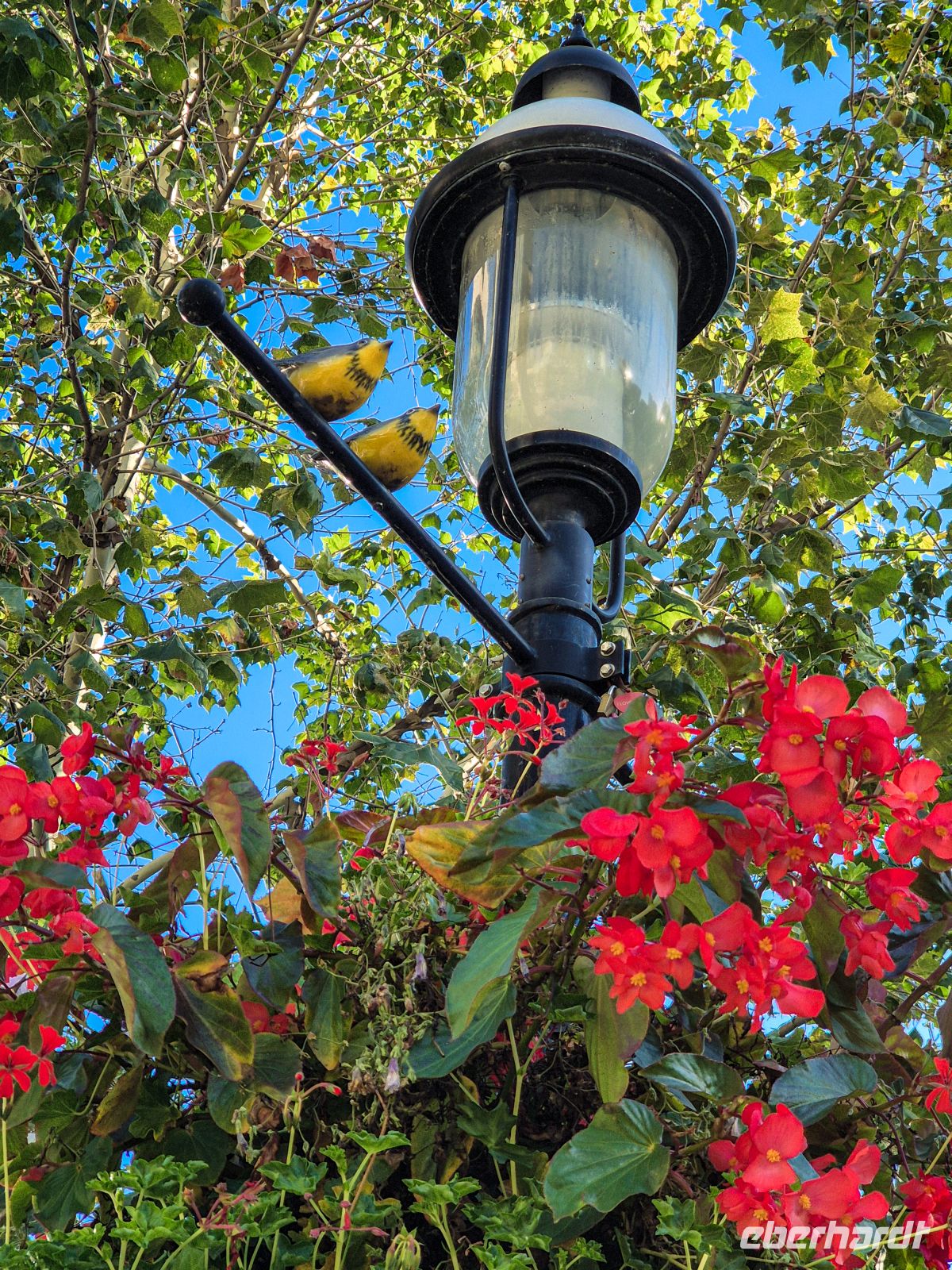 Berczy Park Toronto - Kanada 