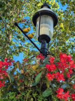 Berczy Park Toronto - Kanada 