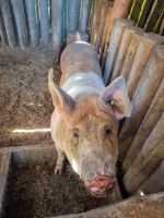Museumsdorf Sainte-Marie Among the Hurons - Kanada 