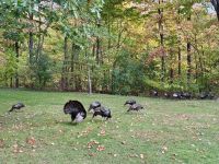 6. Tag – Ottawa bis Montréal – Rideau Hall in Ottawa – Truthähne