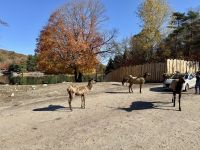 6. Tag – Ottawa bis Montréal – Tour durch den Omega-Wildpark – Hungrige Wapitis