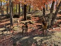 6. Tag – Ottawa bis Montréal – Tour durch den Omega-Wildpark – Hungrige Wapitis