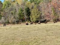 6. Tag – Ottawa bis Montréal – Tour durch den Omega-Wildpark – Bisonherde