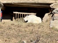 6. Tag – Ottawa bis Montréal – Tour durch den Omega-Wildpark – Schneeziegen