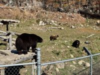 6. Tag – Ottawa bis Montréal – Tour durch den Omega-Wildpark – Schwarzbären