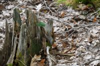 4. Tag - Cabot Trail (16)