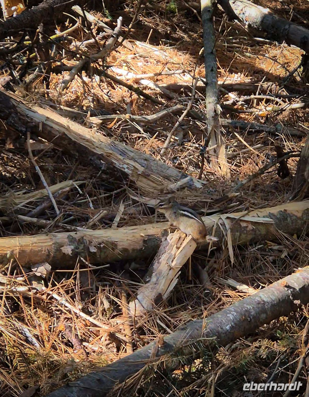 Algonquin Park Holzfäller Weg - Kanada 