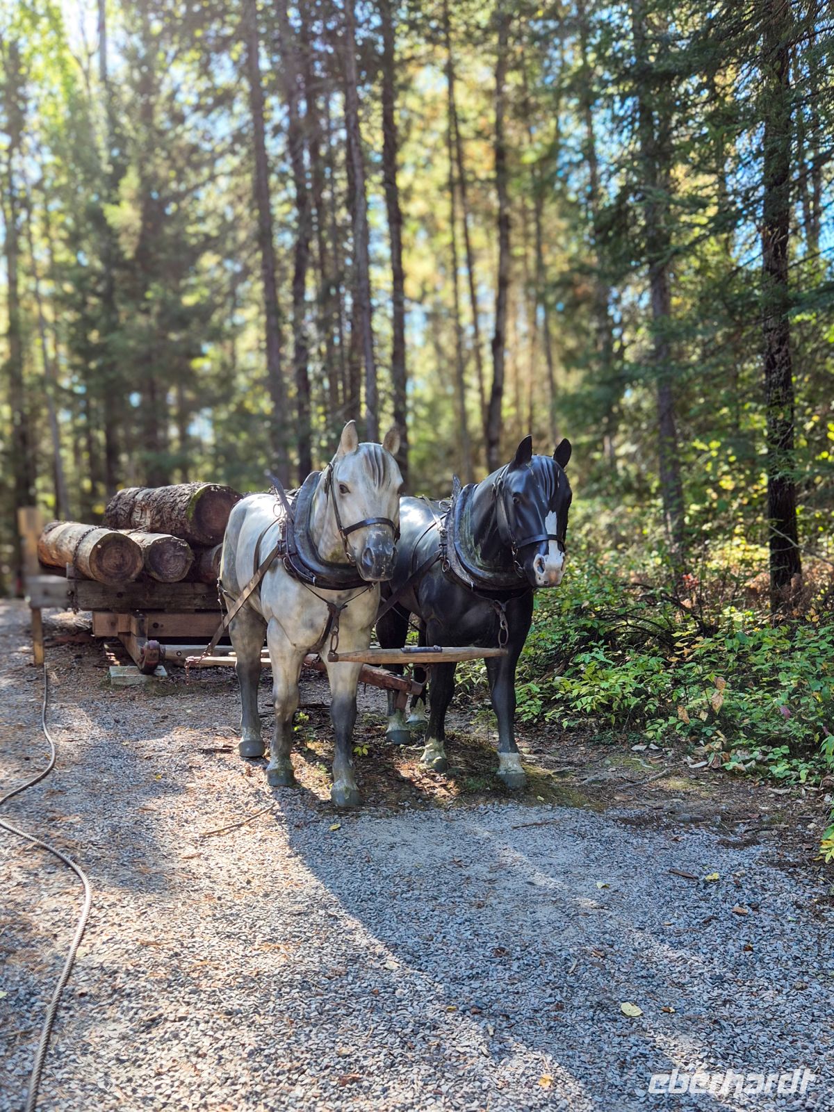 Algonquin Park Holzfäller Weg - Kanada 